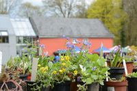 Verschiedene grüne und blühende Pflanzen in Töpfen auf einem Gartentisch, unscharfer Hintergrund mit Häusern und Bäumen