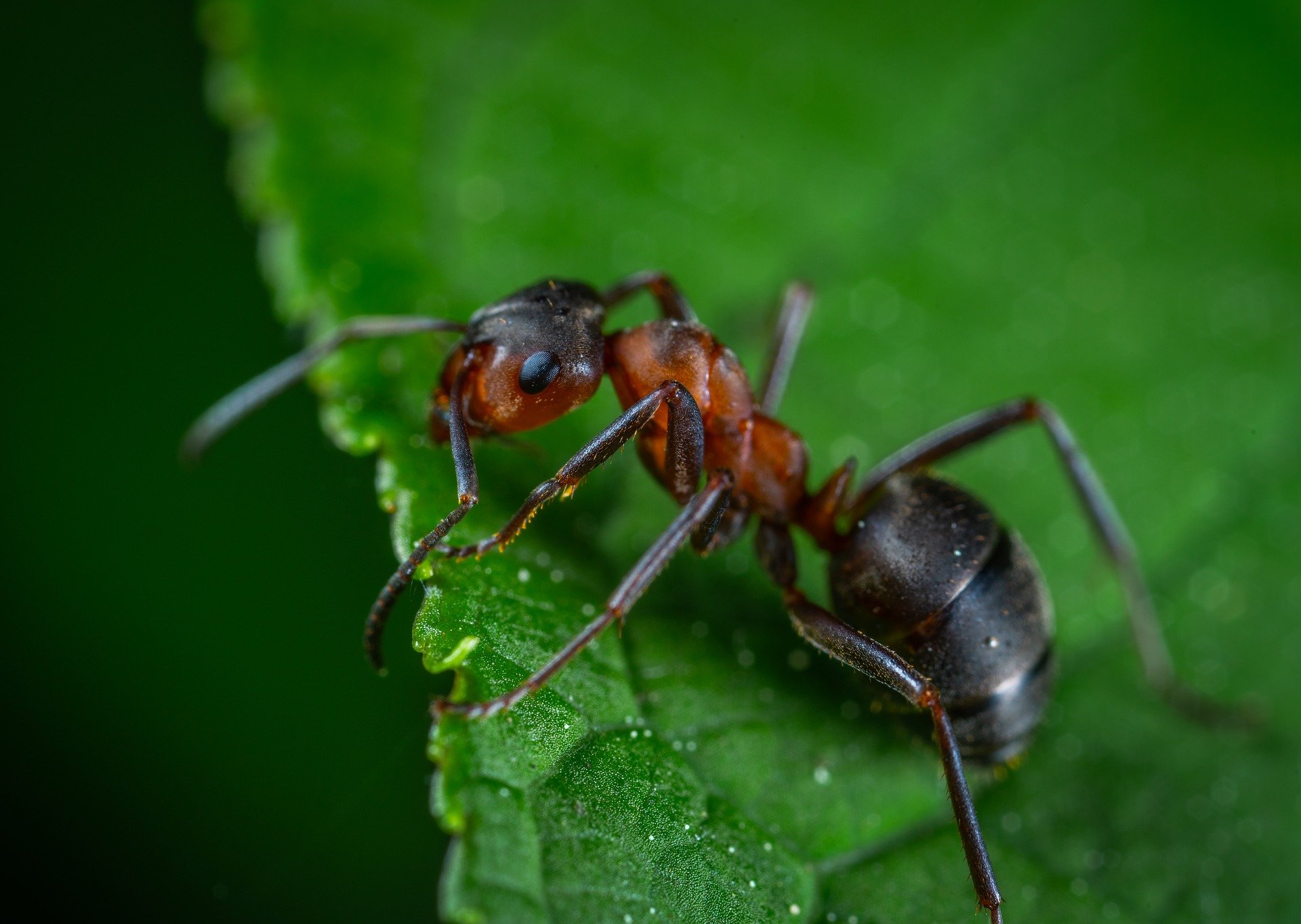 Nahaufnahme einer Ameise auf einem grünen Blatt mit Wassertropfen